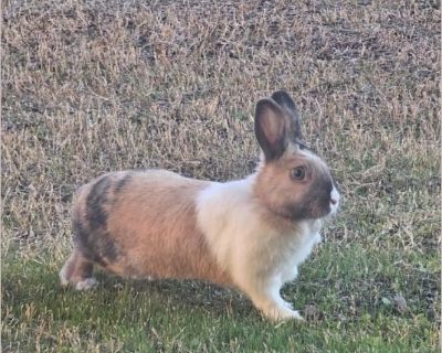 Kori - Female Rabbit Rabbit for Adoption