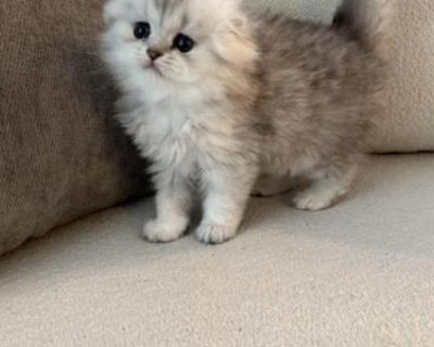 Household pet. Not registered. Shots. Very playful and sweet