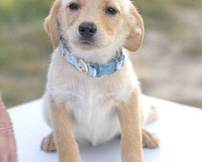 BELLE - Golden Retriever Female Puppy for Adoption