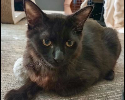 Prince - Domestic Medium Hair Mix Male Cat for Adoption