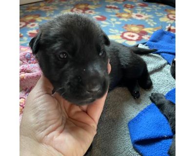 Beau - Labrador Retriever/German Shepherd Dog Mix Male Puppy for Adoption