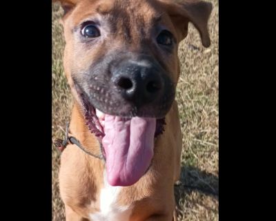 Phineas P45750 - Boxer Mix Male Puppy for Adoption