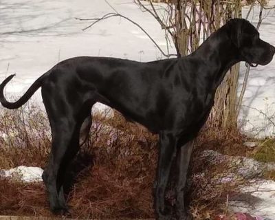 Great Dane Puppies