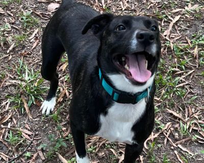 Daisy - Pit Bull Terrier Mix Female Dog for Adoption