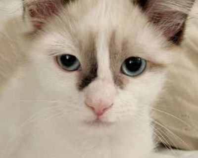 Want to meet? [ Fill out the Application ] , then email it to the contact in this bio.. Good with kids Good with cats Purebred Shots current Housetrained. Breed Ragdoll Color Cream or Ivory (Mostly) Age Kitten Sex Male Pet ID 21919368 Hair Length medium