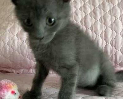 PRINCESS MIA 3 legged - Russian Blue Female Cat for Adoption