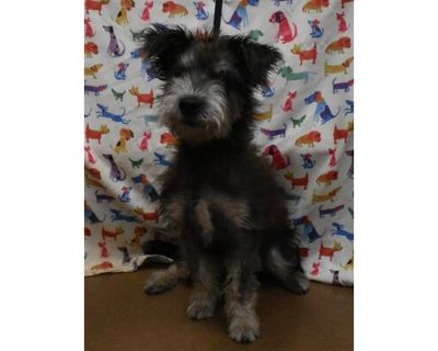 Hemi - Terrier (Unknown Type, Medium)/Mixed Breed (Medium) Mix Male Dog for Adoption