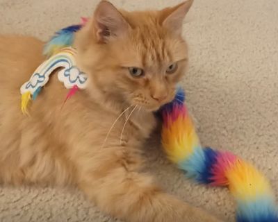 Say hi to Momma G - Good Gravy. Her kittens have flown the coop. She's an empty nester at a young age. Now it's time for her to spread her floofy feet and find her own way to a good home. She is still rather feisty, but learning to appreciate the calm and quieter side of life indoors. She is very playful and loves cat toys! Yes, she is a medium-hair, orange girl cat -- pretty rare :) No childre...