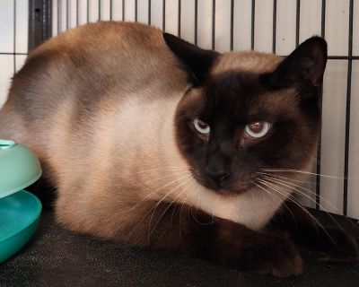Phoebe - Siamese Female Cat for Adoption