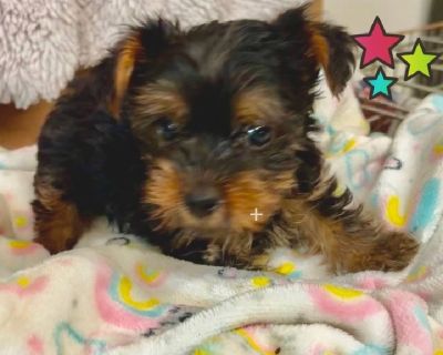 Poodles CALL. 504-259-2222 WE. Are happy to talk to you about what we have currently available. Our puppies and our adults are raised indoors under foot and loved on all day. Call for a time to come see what we have.! Everyone is UTD. On vaccines and wormings and we feed high premium and fresh food. Parents on site. 2 yr Guarantee Vet checked Teenagers and young adults start at 395 Just Weaned ...