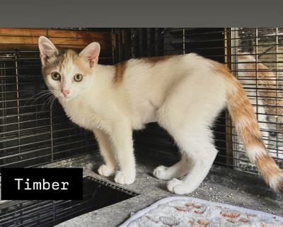 Timber - Domestic Short Hair Mix Female Cat for Adoption