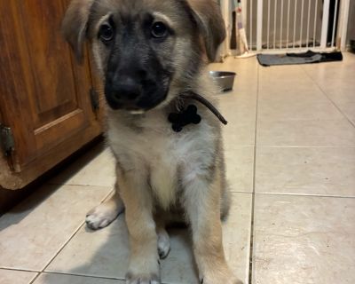 Health Vaccinations up to date, spayed / neutered.. Puppy Male Large Brown / Chocolate , Sable