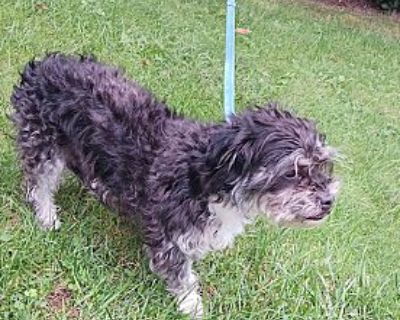 Molly - Schnauzer (standard) Female Puppy for Adoption