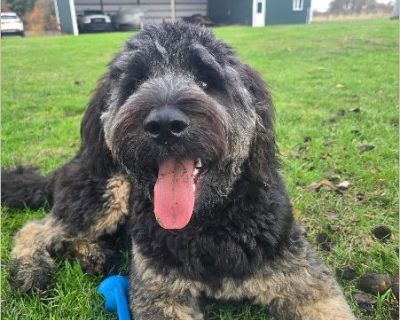 Remy - Male Puppy Poodle / Rottweiler for Adoption