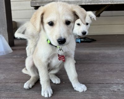QUINN - Great Pyrenees Female Puppy for Adoption