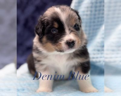 Litter of 4 - Australian Shepherd Male Puppy for Sale