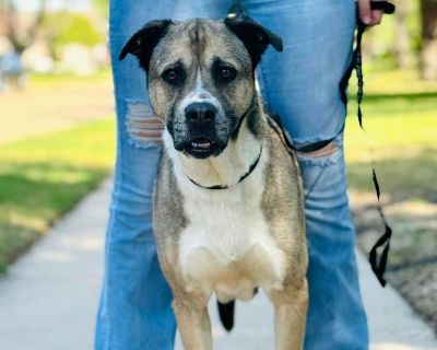 Emmie - German Shepherd Dog & Boxer Mix Female Dog for Adoption