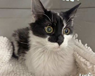Please contact Diana Chotoo ( diana.chotoo@luckydoganimalrescue.org ) for more information about this pet. Sweetest Pearl is looking for a forever home! PEARL NEEDS A FOREVER HOME! Name: Pearl Best Guess for Breed: Domestic Long Hair Age : 6 months as of 11/17/25 Est. DOB : 4/29/25 SEX: Female Weight: 4.75 lbs Coloring : Black & White Tabby Type of Hair : Long Gets Along With: With proper integ...