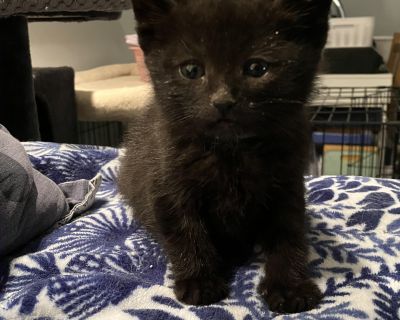 Cherry - Domestic Short Hair Female Cat for Adoption