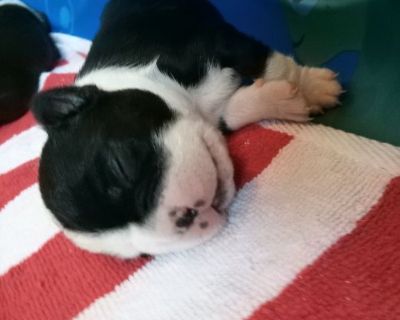 BOSTON TERRIER PUPPIES