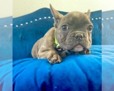 BENTLEY - French Bulldog Male Puppy for Sale