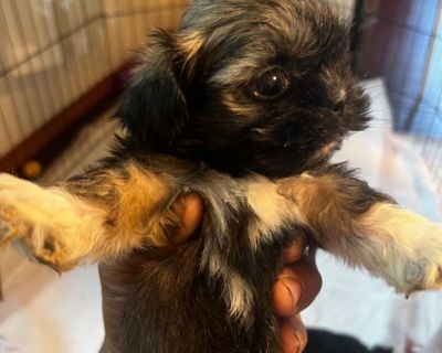 Shih Tzu puppies