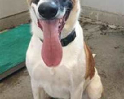 CANE - German Shepherd Dog/Border Collie Mix Male Dog for Adoption