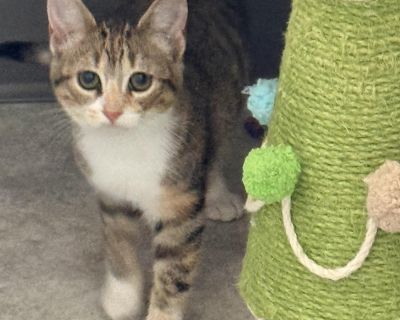 Patience is a beautiful female calico/tabby kitten who came in through animal control as a stray. She would do best in a home with another cat or kitten to play with. She is fun, social, playful.. Characteristics Affectionate, Curious, Friendly, Playful Coat length Short House-trained Yes Health Vaccinations up to date, spayed / neutered.. Young Female Medium Calico , Tabby (Gray / Blue / Silver)