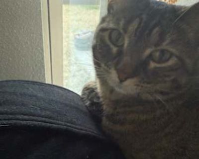 Pepper - American Shorthair Female Cat for Adoption
