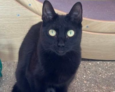 Smokey - Domestic Shorthair Female Cat for Adoption