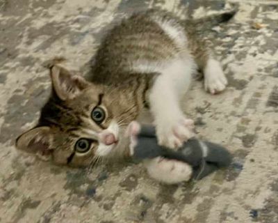 Meet Sienna of the Fall Colors Litter! She was rescued as a stray at just two weeks old in Danbury along with her littermates, Marigold, Amber, and Rusty. Now three months old, they have truly blossomed into the sweetest, most loving little kittens. Sienna can be adopted with one of her siblings or to a home with another kitty. Sienna may be the smallest of the litter, but she has the biggest h...