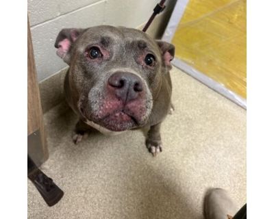 Kadah Regal Resident Adoption fees waived! - Staffordshire Bull Terrier Female Dog for Adoption