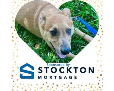 Yakov 5508D - Mixed Breed (Medium)/Mixed Breed (Medium) Mix Male Dog for Adoption