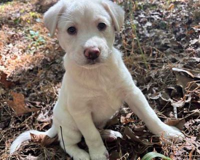 Child. Tan/yellow/fawn. Microchipped. Meet Reba Mac, she s an adorable 8 week old lab mix. She is simply adorable and so lovable. She loves being held and following you around wherever you, she has a dash of shenanigans that will keep you entertained. Reba Mac has perfected the sad puppy eyes, but don t be fooled, she s outgoing, silly, loving and so playful. She adores children and is so adora...