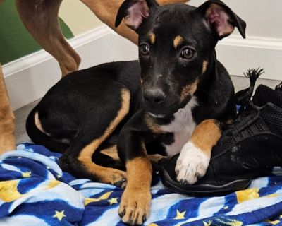 Cody - Terrier Mix Male Puppy for Adoption