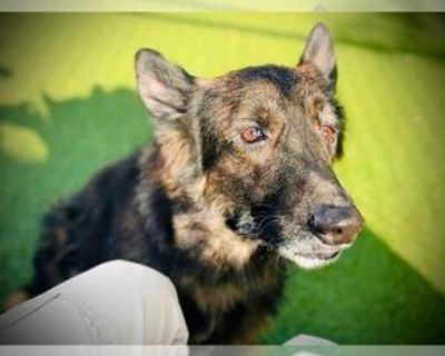 ZEUS - Male Mutt Adult Dog for Adoption