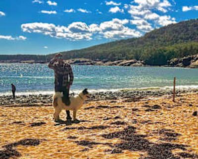 Non-smoker * Has a dog. Budget: $1,800 per month. Ready to move: now. Looking for myself. Work full time at the tavern in the square in Tuscan Village. Am looking for a shorter term rental while I lock in a new lease for myself at the right apartment