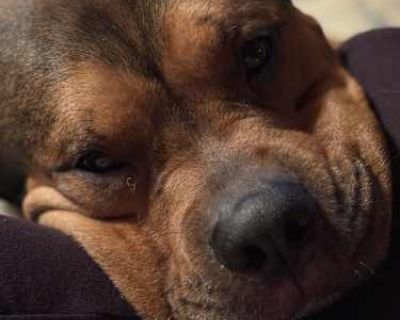 Russell - Rottweiler/American Pit Bull Terrier Mix Male Dog for Adoption