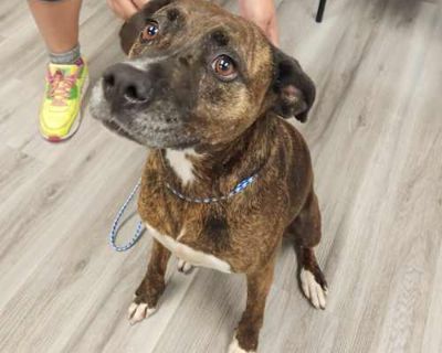 Lady 21558 - Boxer/Hound (Unknown Type) Mix Female Dog for Adoption