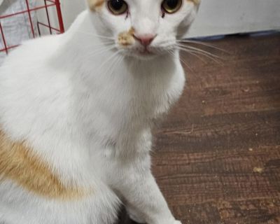 Blaze - Turkish Van Male Cat for Adoption