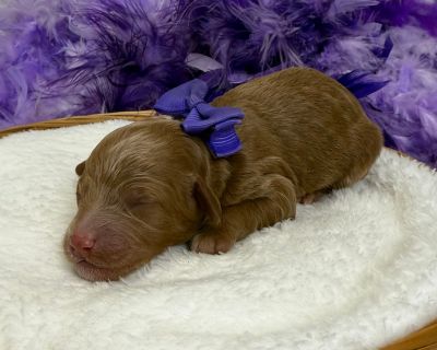 Im Braley s adorable red F1bb Mini Goldendoodle, Purple Girl. Both my parents have great temperaments and have been genetically health tested. My Mom is a 20lb F1b Goldendoodle and my dad is a 17lb Poodle. I have removed my dewclaws, received early neurostimulation and litter box training, and will have all my deworming and first puppy vaccines and a thorough nose-to-tail vet examination before...