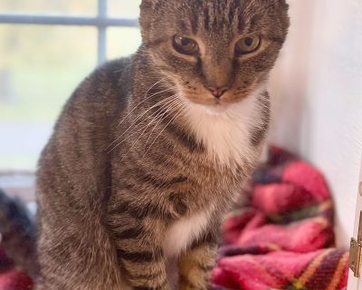 Well, hello to you! My name is Iris and I recently lost my humans and my home. I m looking for another human to love and lavish with my affection and purrfect purrs. ? The right human has a great lap for me to snuggle on so I can keep them warm. Some people think I m old at 14 but my foster mom says I m pretty spicy. She s impressed with my ability to leap on chairs in a single bound. She also ...