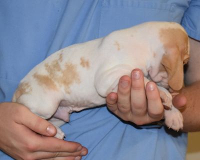 2 Male and 1 Female Bracco Italiano Puppies for Sale