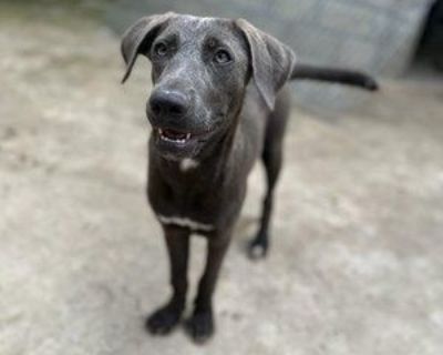 Slate - Labrador Retriever Mix Female Dog for Adoption