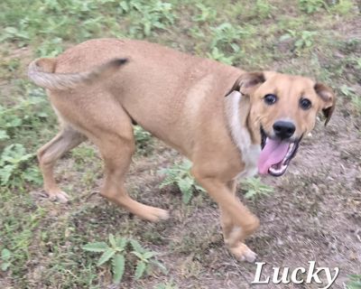 Meet Lucky, a truly special boy who embodies all the best qualities of man's best friend. This young pup is a bundle of joy, with a curious and playful spirit that will keep you on your toes. But don't let his energy fool you - Lucky is also a gentle soul, affectionate and loyal to the core. With his friendly and funny nature, he'll be sure to keep you entertained and fill your days with love a...