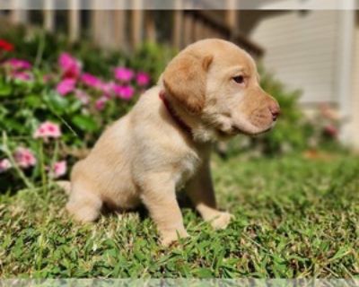 AKC REGISTERED LABS