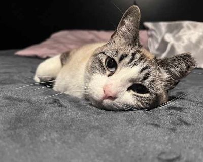 Cocoa is a beautiful 7-year-old sweetheart with striking blue eyes and a soft, velvety coat. She s incredibly affectionate and loves to be near her people, whether she s curling up in your lap, chatting away with her adorable meows, or batting at her favorite toy. This loving girl is spayed, vaccinated, and fully litter trained. She s currently an indoor cat but has lived outside in the past, s...