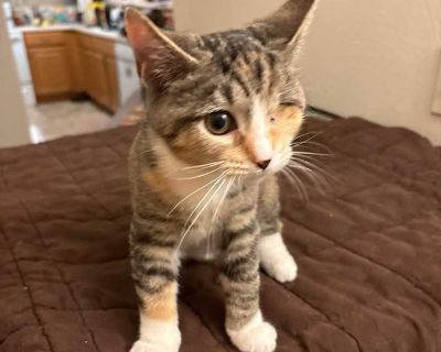 Child. Cream or ivory. Microchipped. Meet Butterburger! Butterburger is a spunky, fun-loving girl who doesn t let a missing eye slow her down. She s a playful climber and loves stalking her toys feather wands, balls, and little trinkets are all her favorites! She can get startled if approached on her right side, so a patient adopter who understands her quirky side will be perfect. Butterburger ...