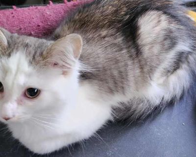 Rescued from a life outdoors...I am sweet and cuddly. I have the most beautiful fluffy tail. My brother is Oakley.. Good with cats Shots current Spayed / Neutered. Breed Domestic Mediumhair Color Gray, Blue or Silver Tabby Age 4 months old, Kitten Sex Female Pet ID Hair Length medium