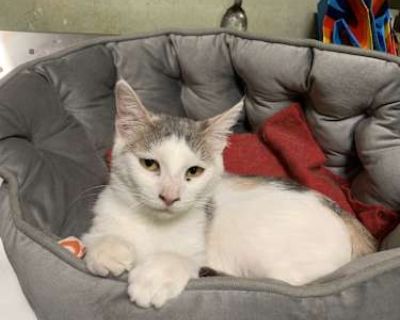 Edith - Domestic Shorthair Female Cat for Adoption